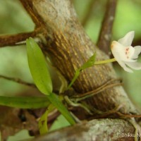 Thrixspermum pulchellum (Thwaites) Schltr.